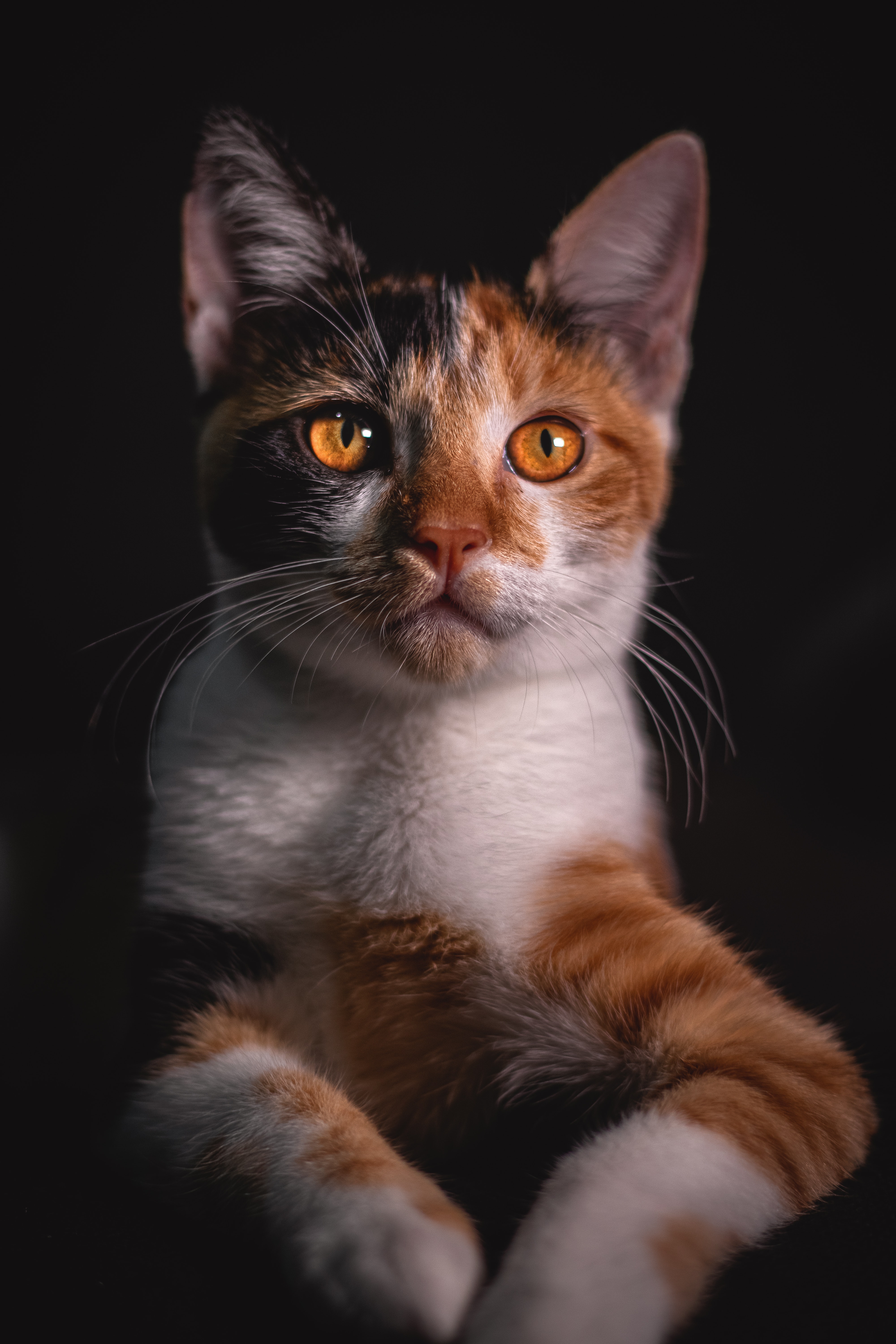 Olles katt